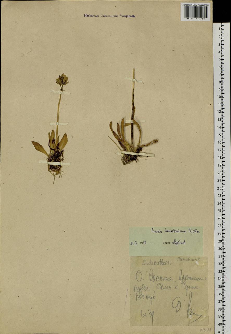 Primula tschuktschorum Kjellm., Siberia, Chukotka & Kamchatka (S7) (Russia)