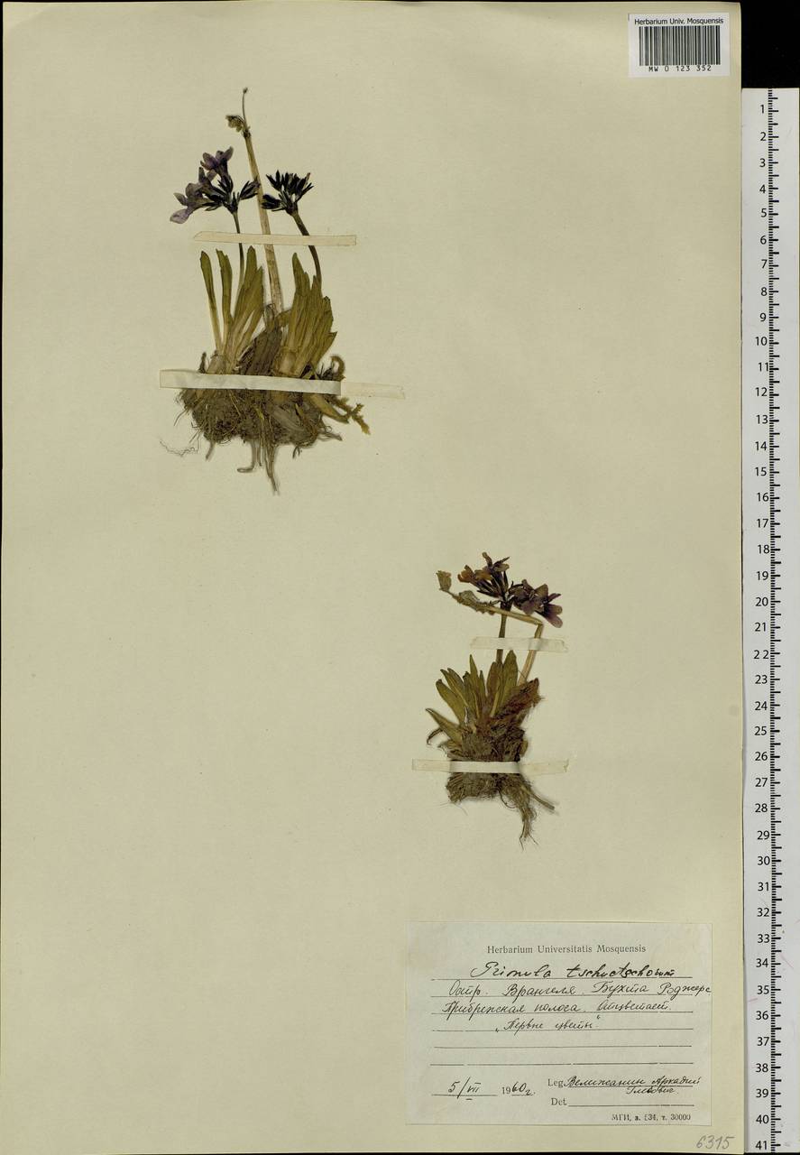 Primula tschuktschorum Kjellm., Siberia, Chukotka & Kamchatka (S7) (Russia)