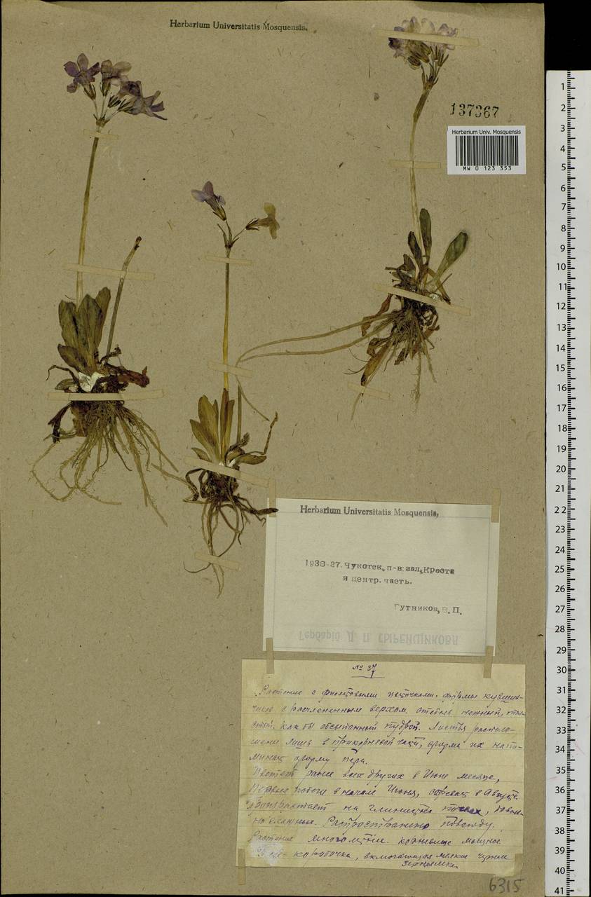 Primula tschuktschorum Kjellm., Siberia, Chukotka & Kamchatka (S7) (Russia)