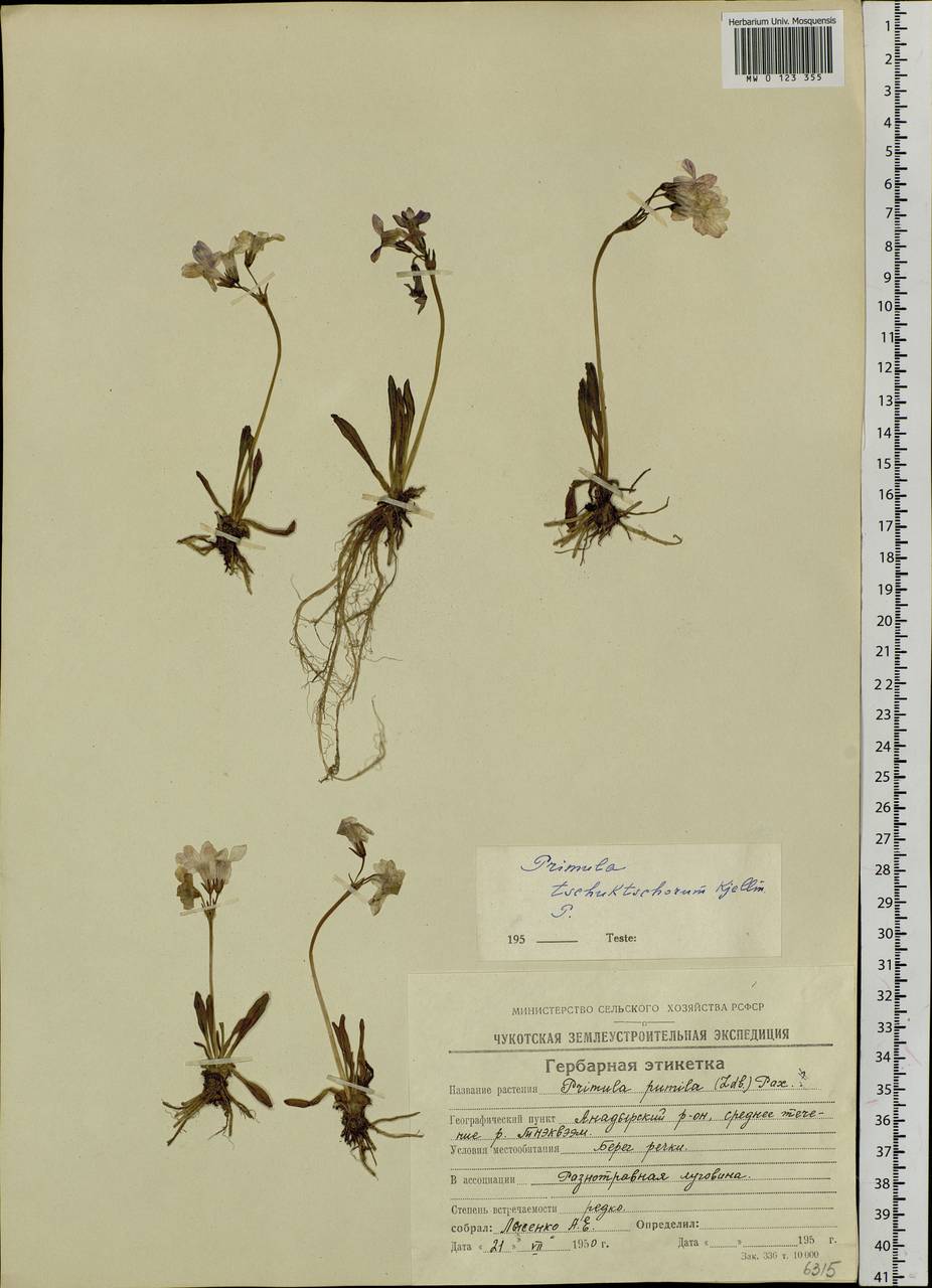 Primula tschuktschorum Kjellm., Siberia, Chukotka & Kamchatka (S7) (Russia)