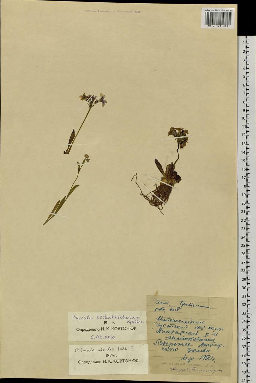 Primula tschuktschorum Kjellm., Siberia, Chukotka & Kamchatka (S7) (Russia)