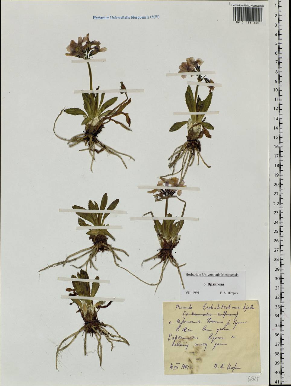 Primula tschuktschorum Kjellm., Siberia, Chukotka & Kamchatka (S7) (Russia)