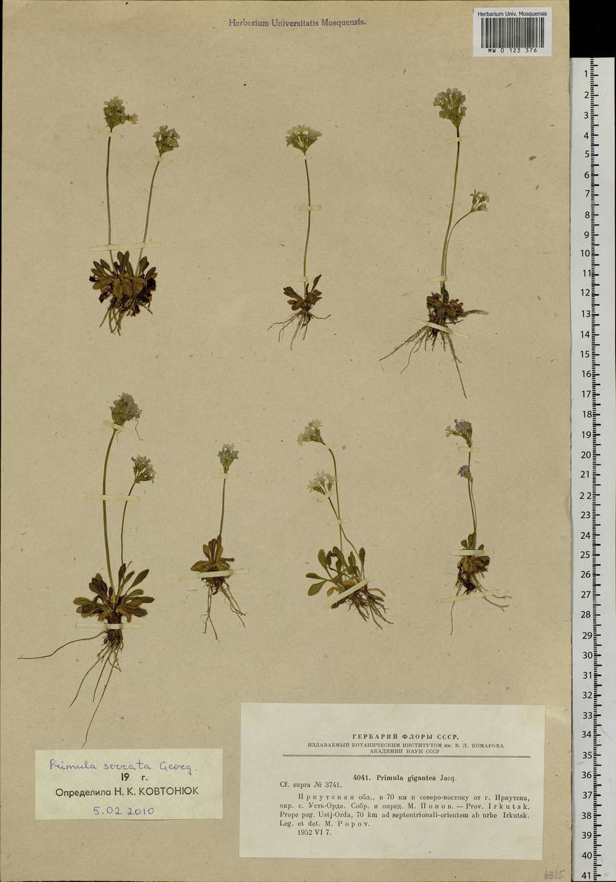 Primula serrata Georgi, Siberia, Baikal & Transbaikal region (S4) (Russia)