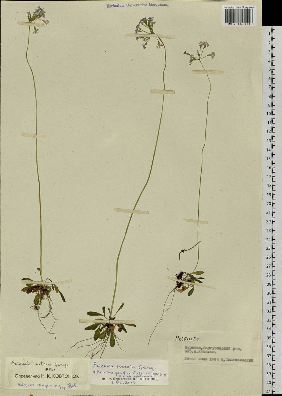 Primula serrata Georgi, Siberia, Baikal & Transbaikal region (S4) (Russia)