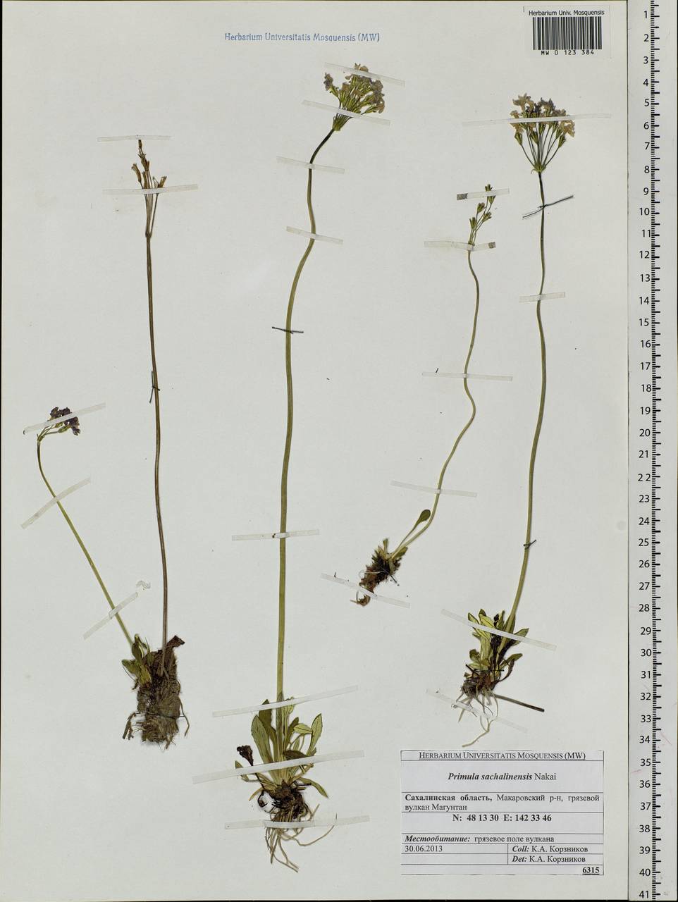 Primula modesta Bisset & Moore, Siberia, Russian Far East (S6) (Russia)