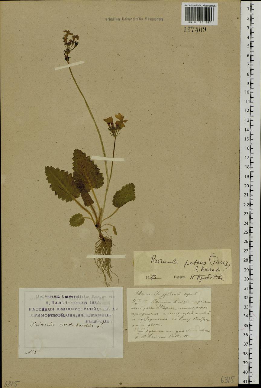 Primula sieboldii É. Morren, Siberia, Russian Far East (S6) (Russia)