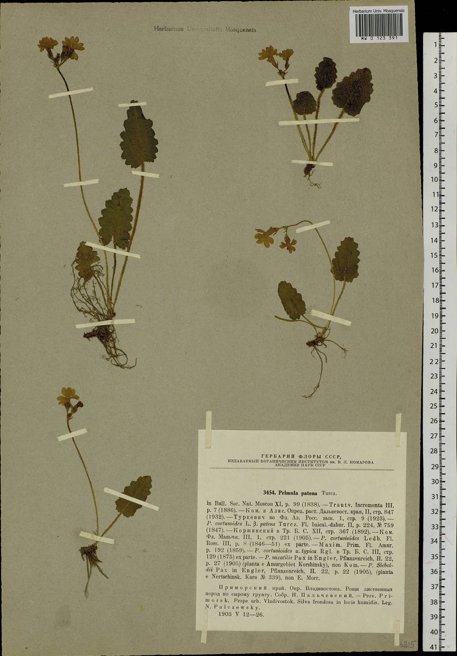 Primula sieboldii É. Morren, Siberia, Russian Far East (S6) (Russia)