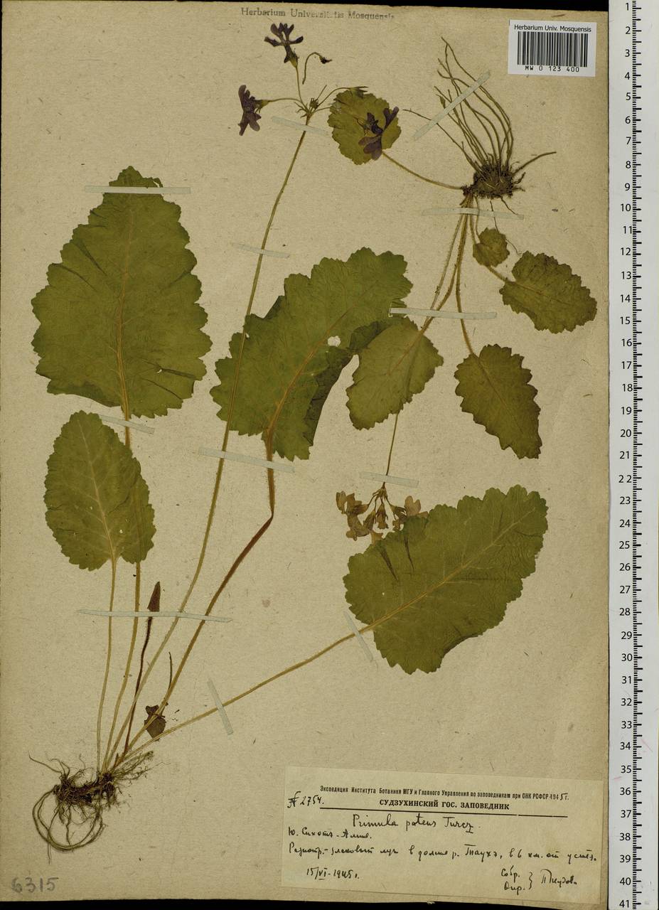 Primula sieboldii É. Morren, Siberia, Russian Far East (S6) (Russia)