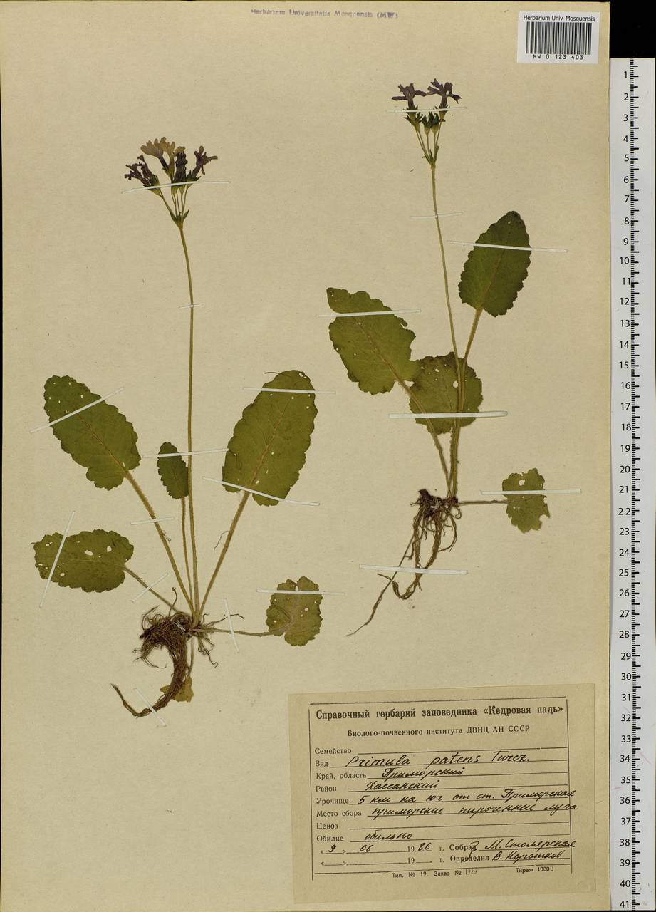 Primula sieboldii É. Morren, Siberia, Russian Far East (S6) (Russia)