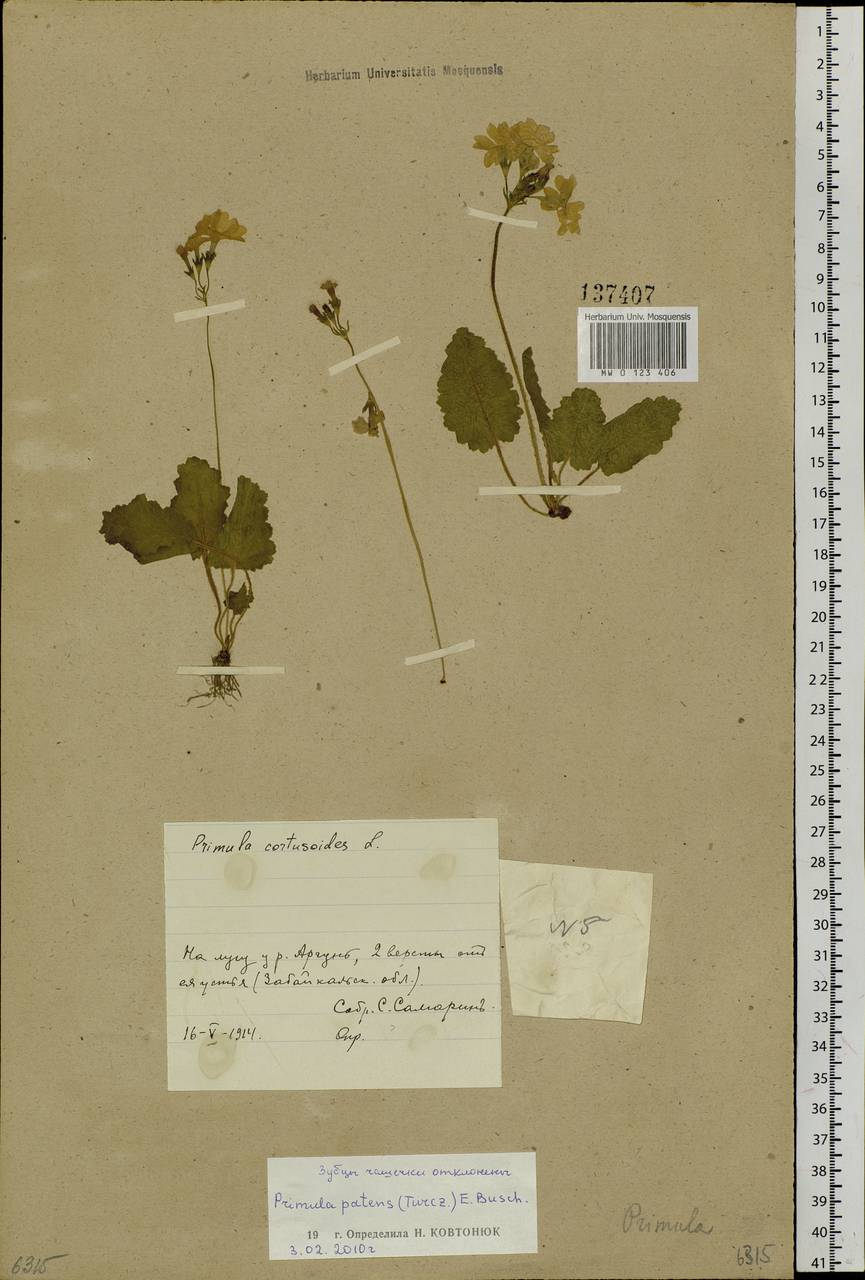 Primula sieboldii É. Morren, Siberia, Baikal & Transbaikal region (S4) (Russia)