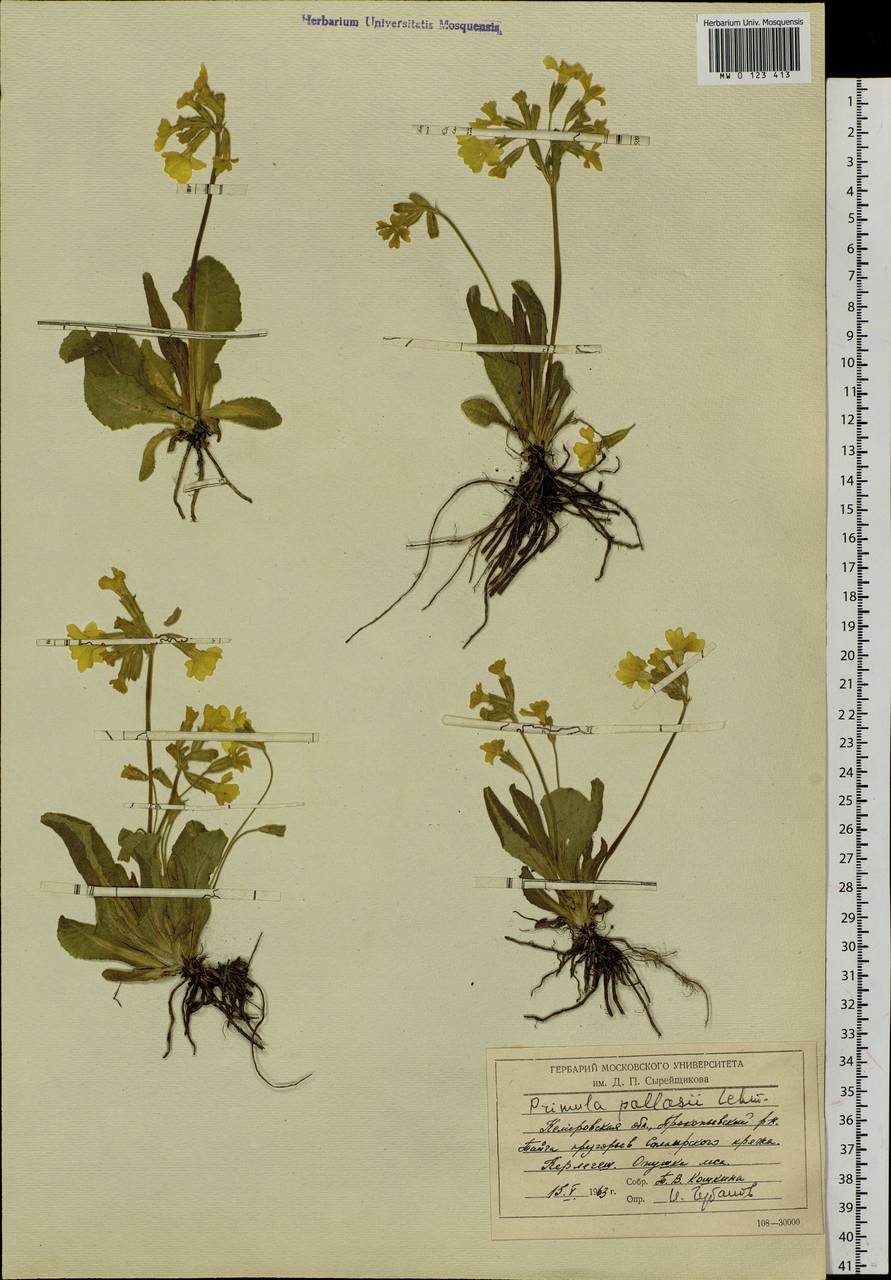 Primula elatior subsp. pallasii (Lehm.) W. W. Sm. & Forrest, Siberia, Altai & Sayany Mountains (S2) (Russia)