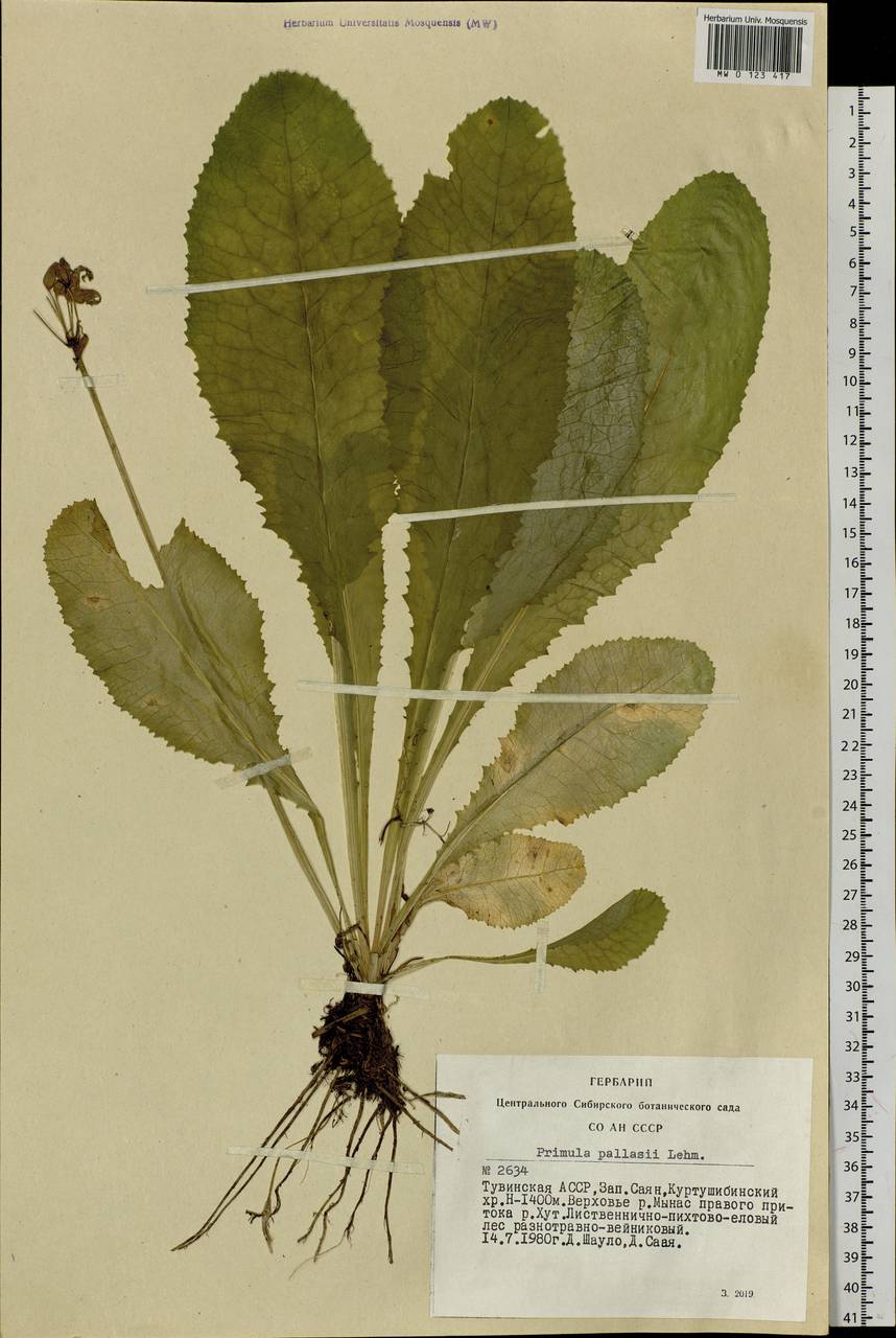 Primula elatior subsp. pallasii (Lehm.) W. W. Sm. & Forrest, Siberia, Altai & Sayany Mountains (S2) (Russia)