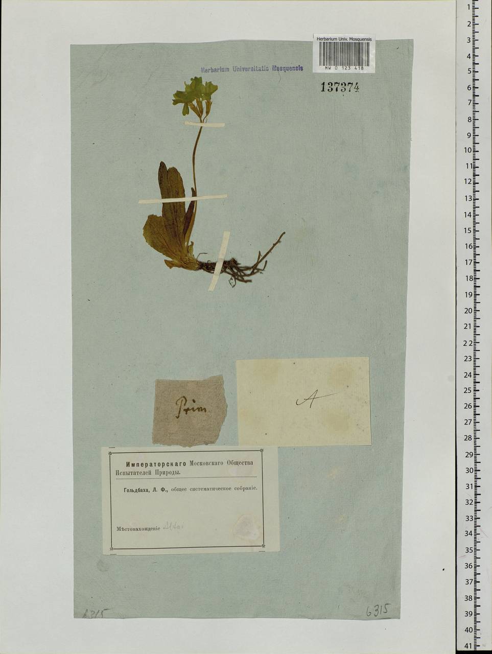 Primula elatior subsp. pallasii (Lehm.) W. W. Sm. & Forrest, Siberia, Altai & Sayany Mountains (S2) (Russia)