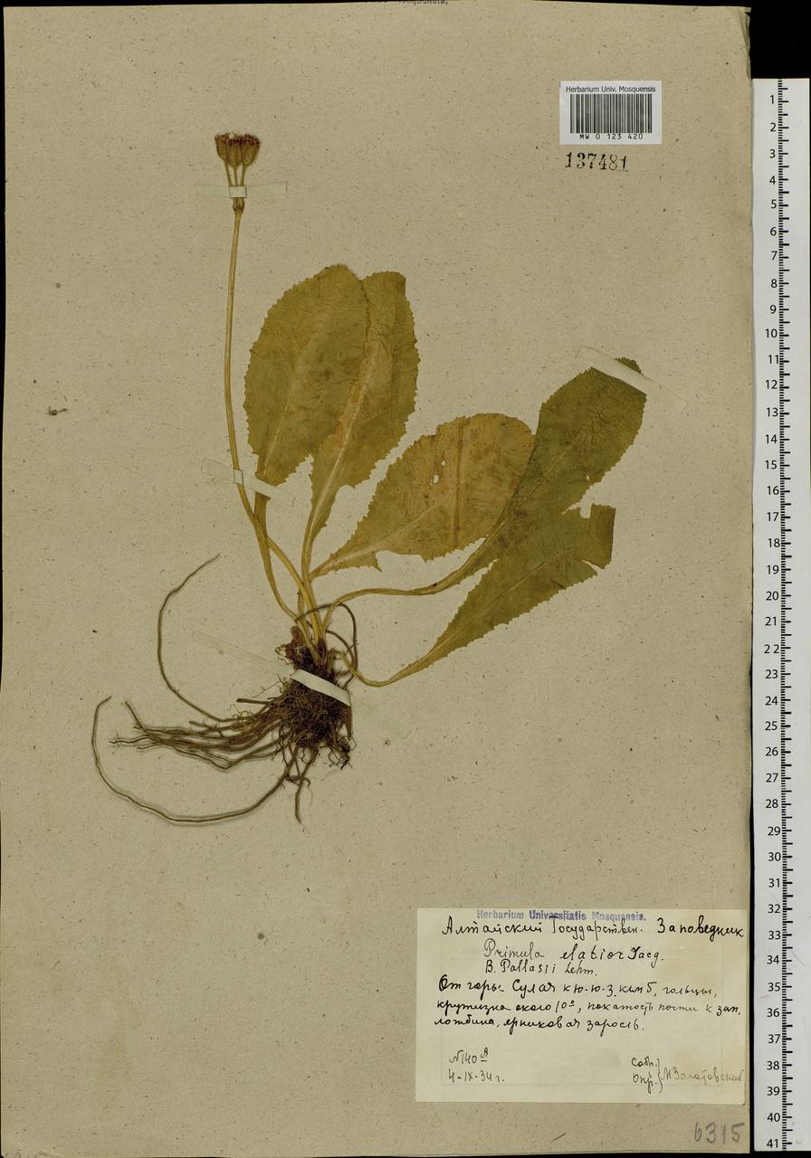 Primula elatior subsp. pallasii (Lehm.) W. W. Sm. & Forrest, Siberia, Altai & Sayany Mountains (S2) (Russia)