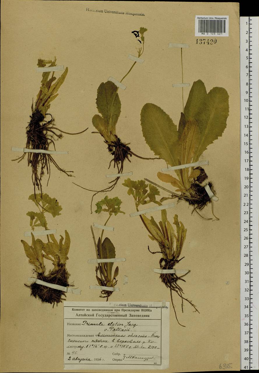 Primula elatior subsp. pallasii (Lehm.) W. W. Sm. & Forrest, Siberia, Altai & Sayany Mountains (S2) (Russia)