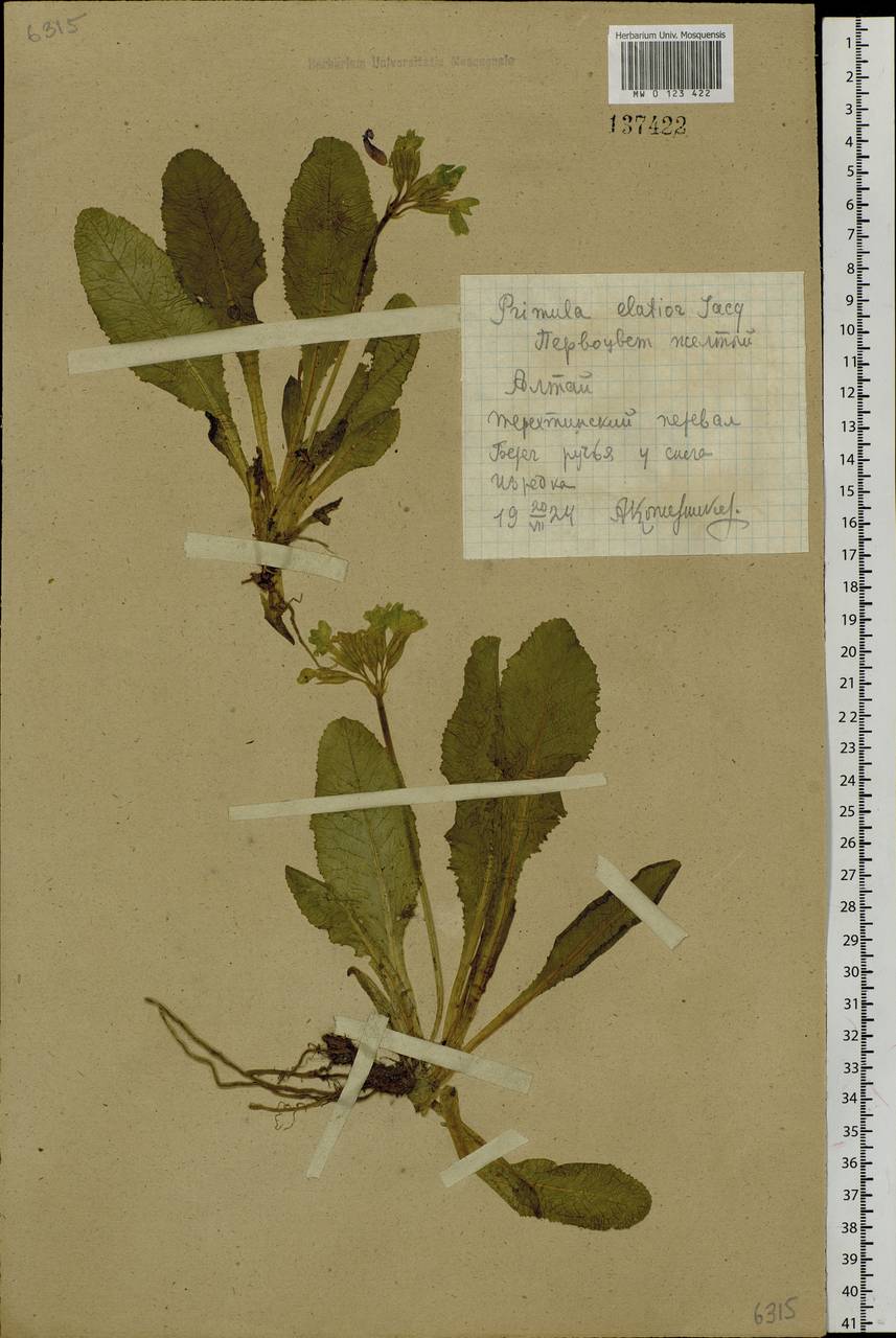 Primula elatior subsp. pallasii (Lehm.) W. W. Sm. & Forrest, Siberia, Altai & Sayany Mountains (S2) (Russia)