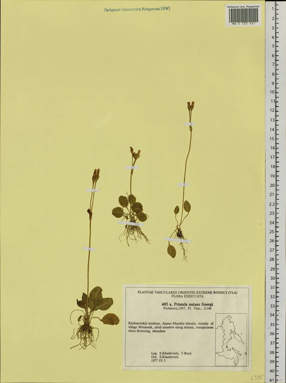 Primula nutans Georgi, Siberia, Russian Far East (S6) (Russia)