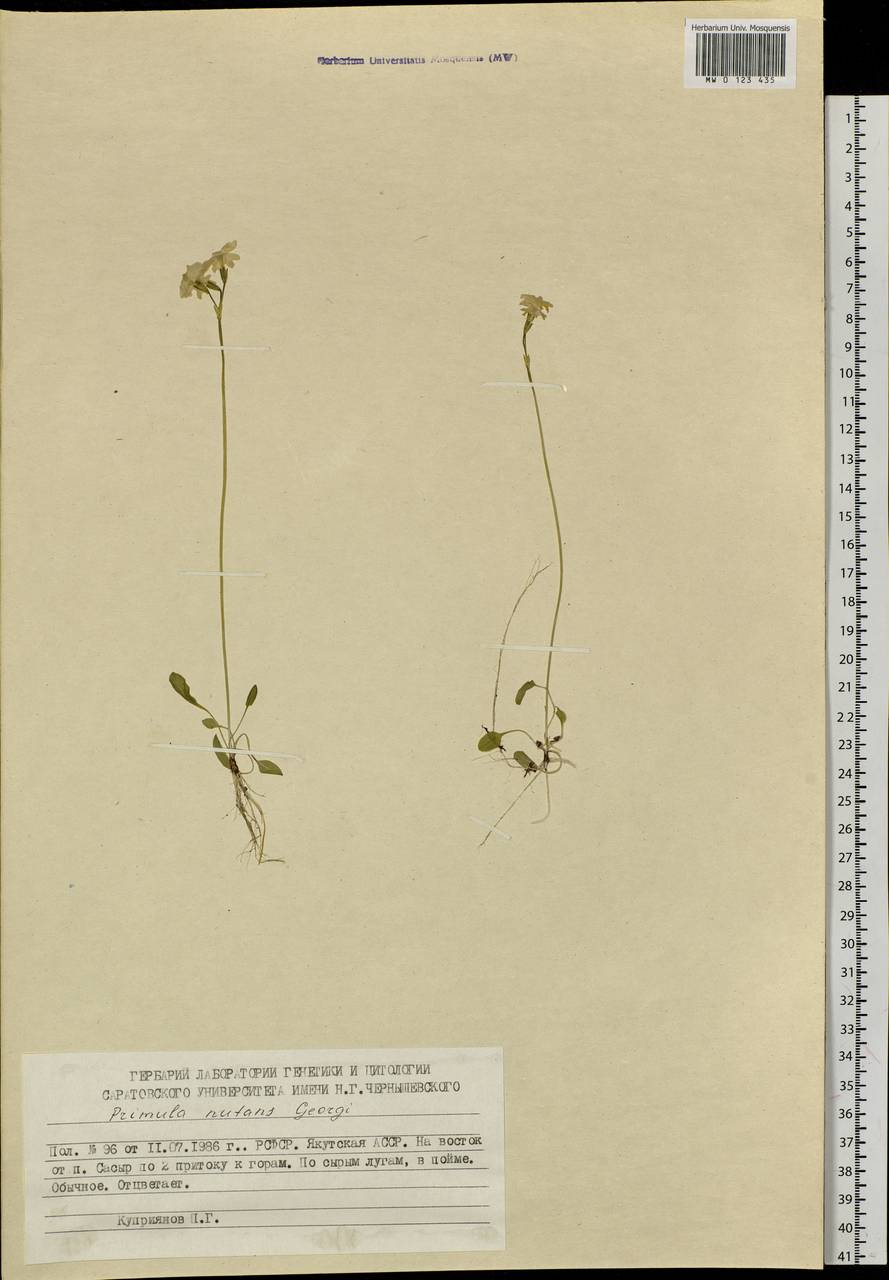 Primula nutans Georgi, Siberia, Yakutia (S5) (Russia)