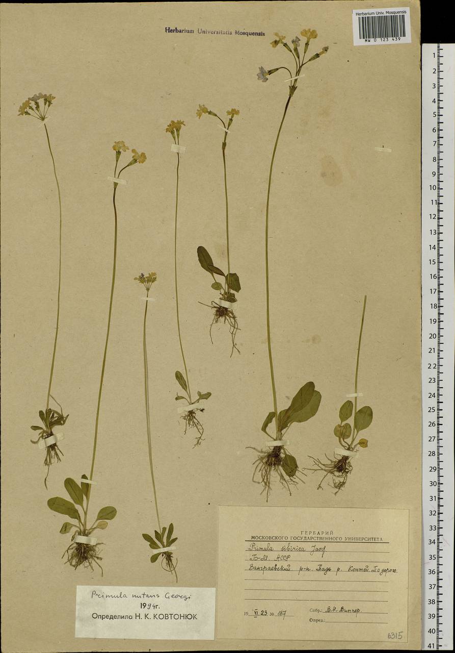 Primula nutans Georgi, Siberia, Baikal & Transbaikal region (S4) (Russia)