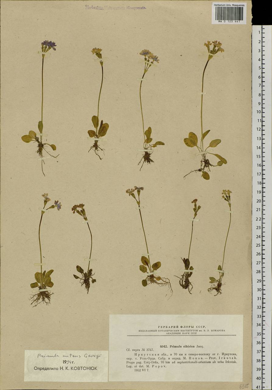 Primula nutans Georgi, Siberia, Baikal & Transbaikal region (S4) (Russia)