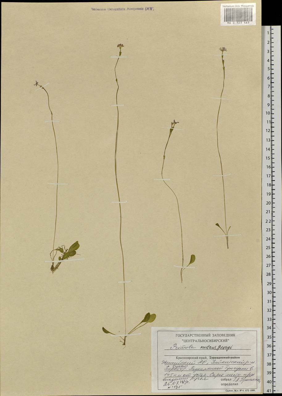 Primula nutans Georgi, Siberia, Central Siberia (S3) (Russia)