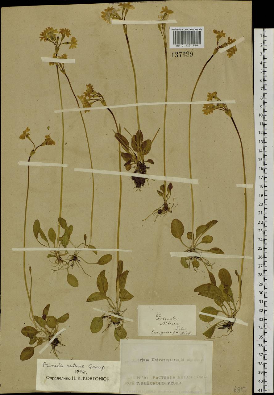 Primula nutans Georgi, Siberia, Altai & Sayany Mountains (S2) (Russia)