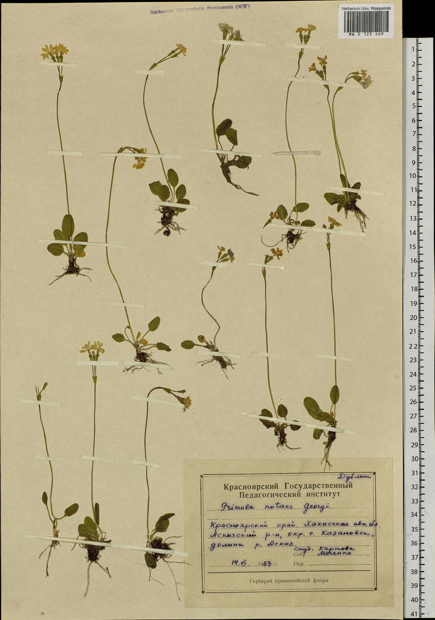 Primula nutans Georgi, Siberia, Altai & Sayany Mountains (S2) (Russia)