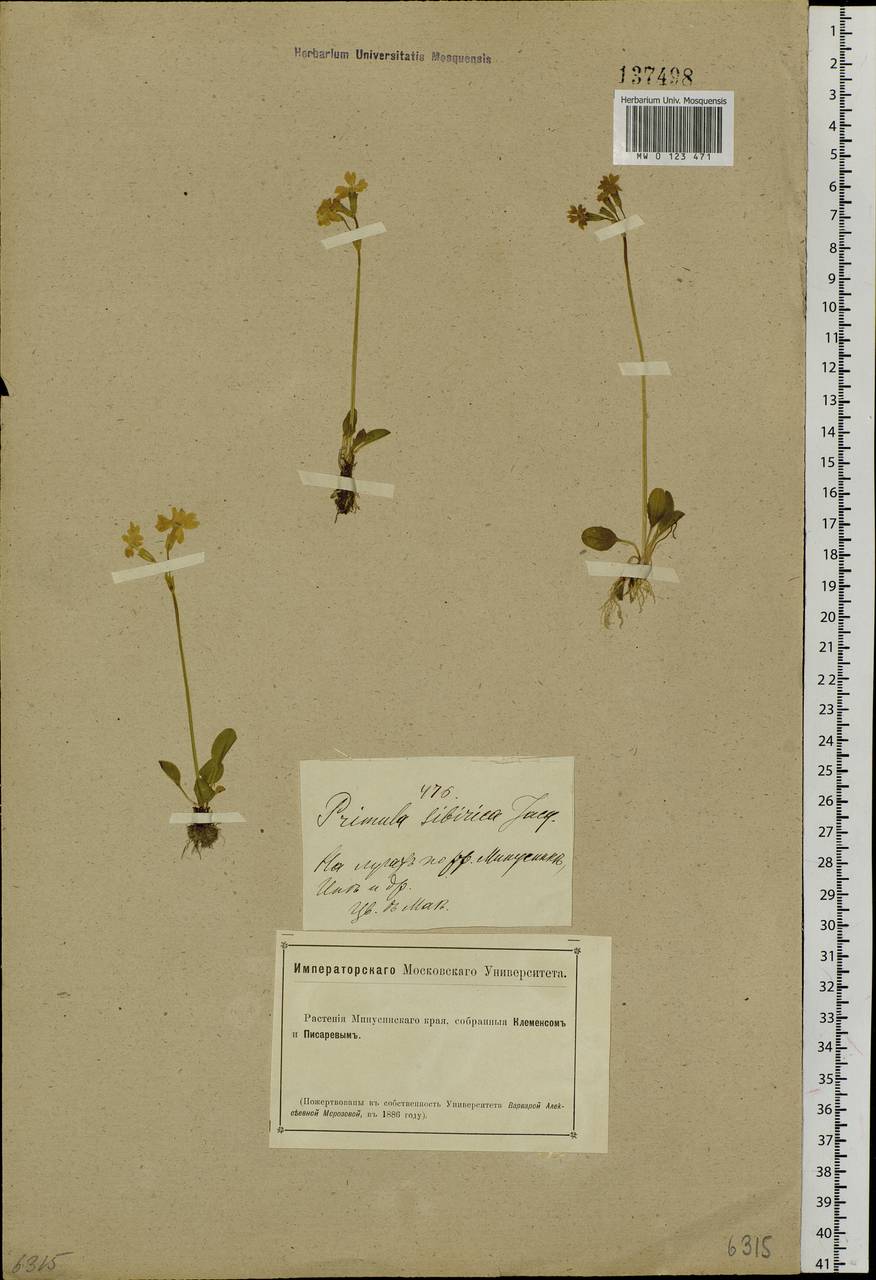 Primula nutans Georgi, Siberia, Altai & Sayany Mountains (S2) (Russia)