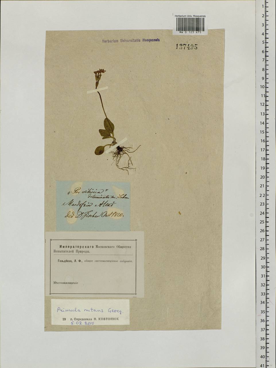 Primula nutans Georgi, Siberia, Altai & Sayany Mountains (S2) (Russia)