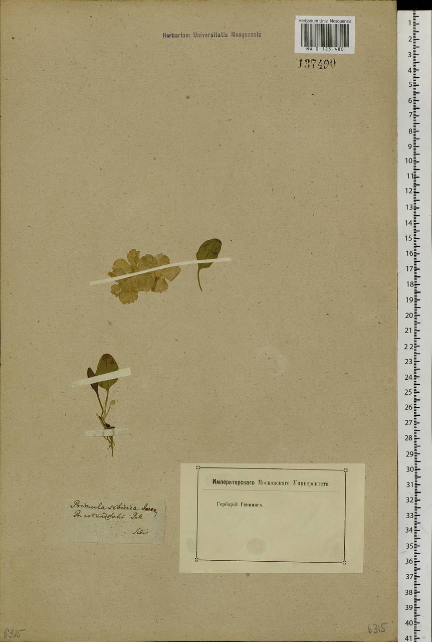 Primula nutans Georgi, Siberia (no precise locality) (S0) (Russia)