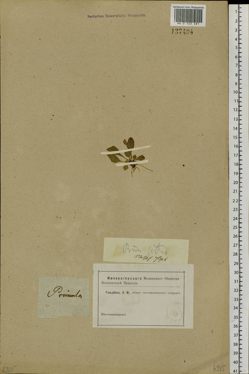 Primula nutans Georgi, Siberia (no precise locality) (S0) (Russia)