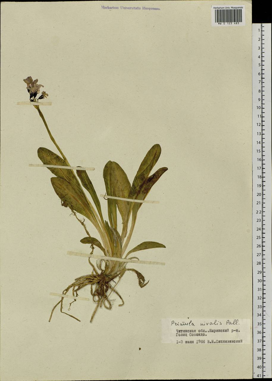 Primula nivalis Pall., Siberia, Baikal & Transbaikal region (S4) (Russia)