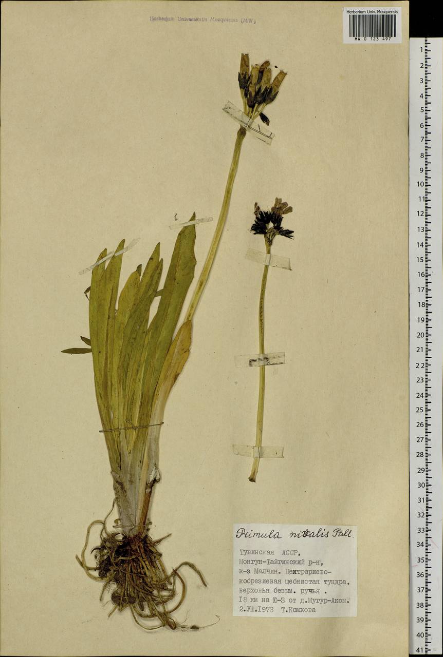 Primula nivalis Pall., Siberia, Altai & Sayany Mountains (S2) (Russia)