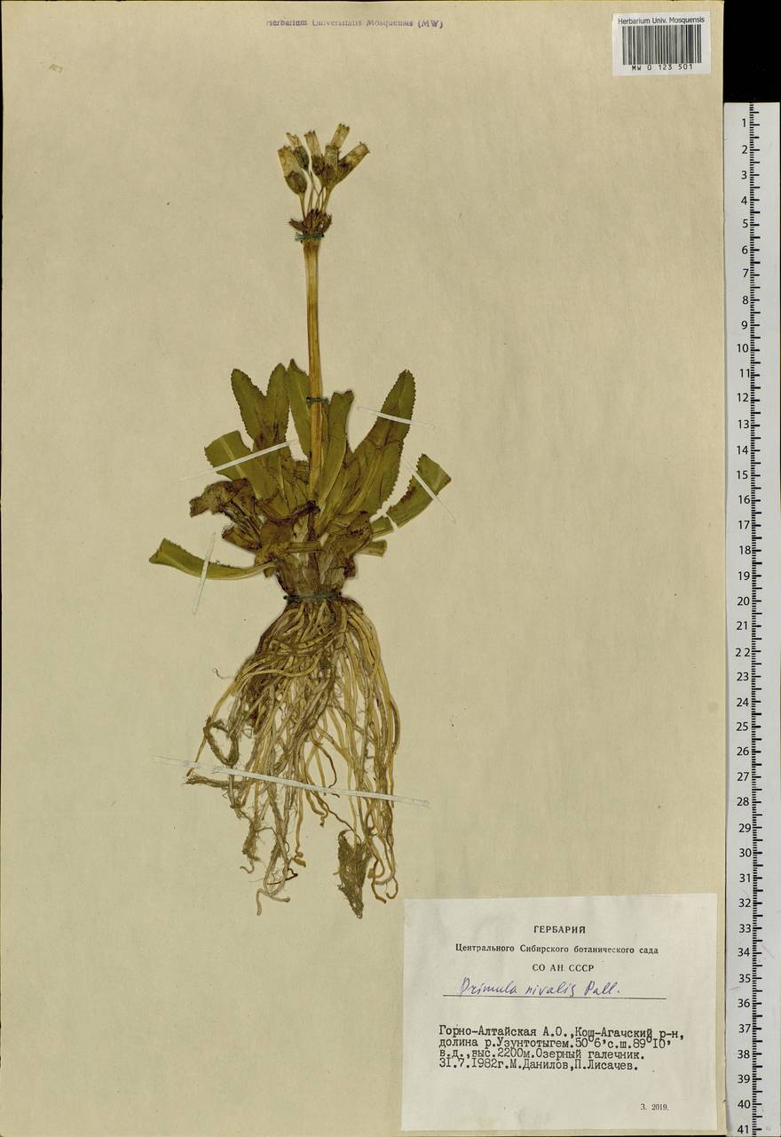 Primula nivalis Pall., Siberia, Altai & Sayany Mountains (S2) (Russia)