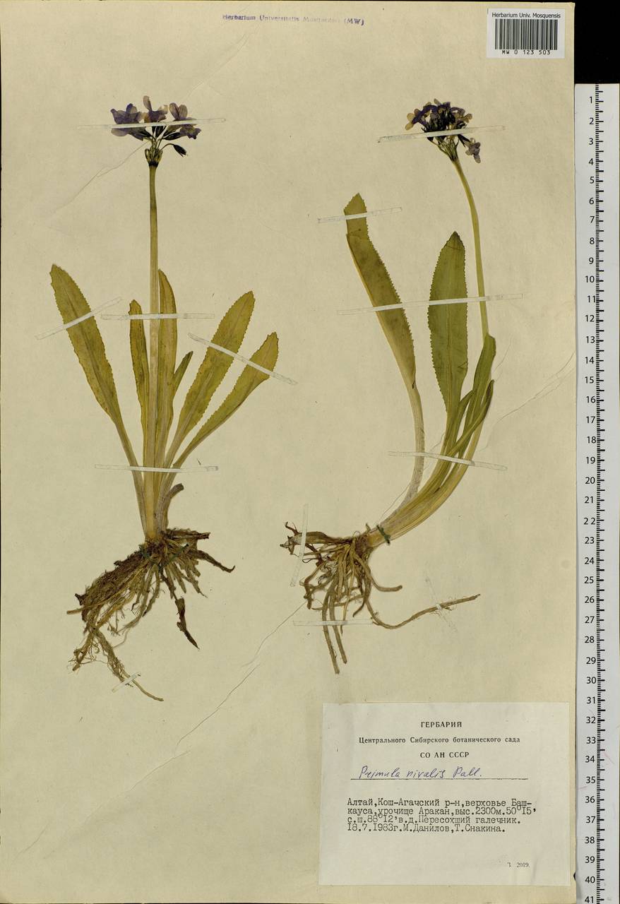 Primula nivalis Pall., Siberia, Altai & Sayany Mountains (S2) (Russia)