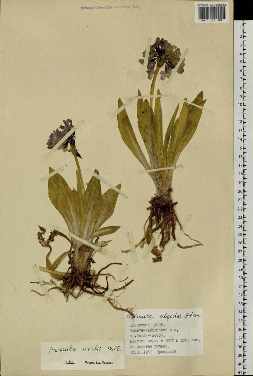 Primula nivalis Pall., Siberia, Altai & Sayany Mountains (S2) (Russia)