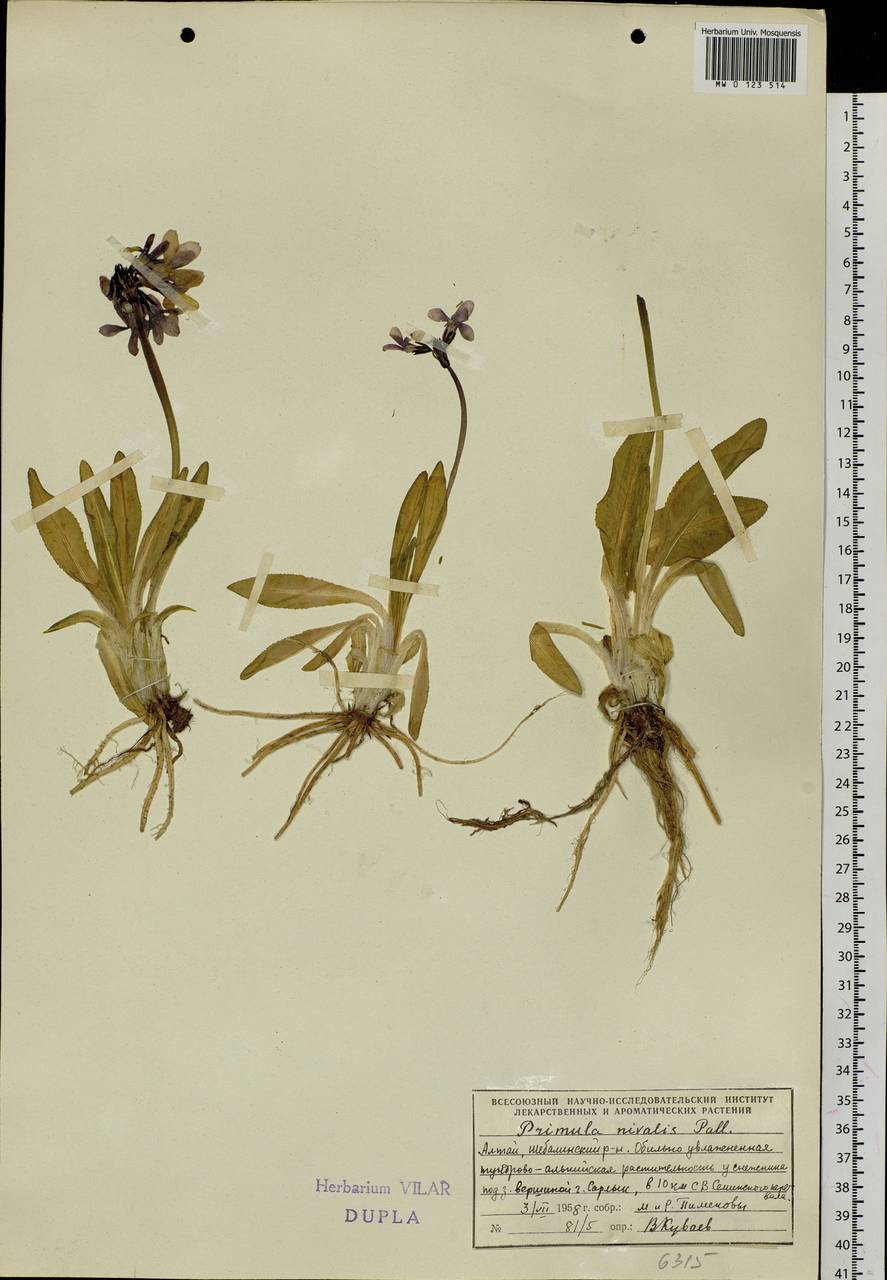 Primula nivalis Pall., Siberia, Altai & Sayany Mountains (S2) (Russia)
