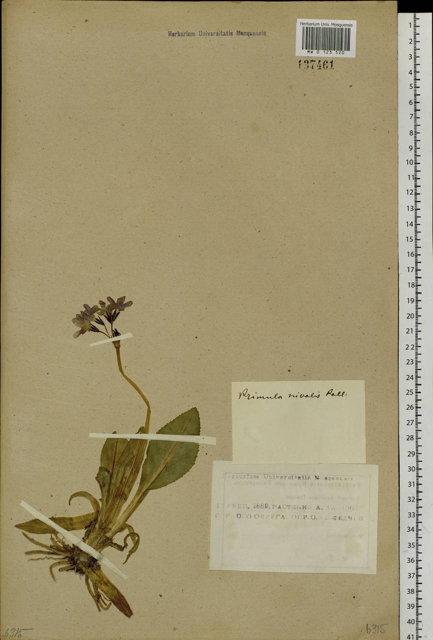 Primula nivalis Pall., Siberia, Altai & Sayany Mountains (S2) (Russia)