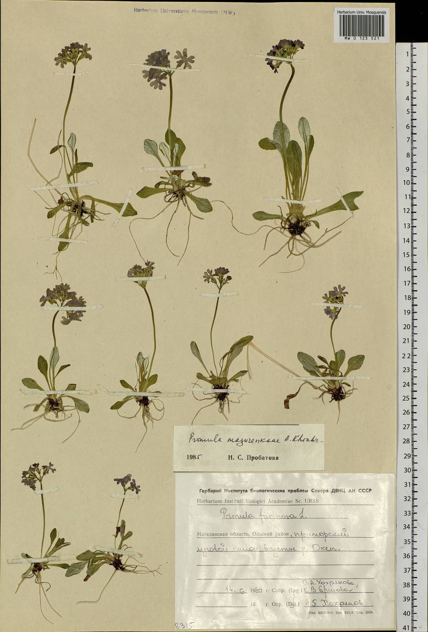 Primula mazurenkoae A. P. Khokhr., Siberia, Chukotka & Kamchatka (S7) (Russia)