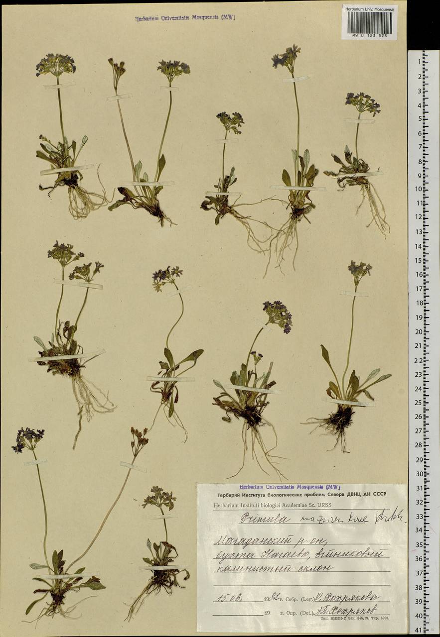Primula mazurenkoae A. P. Khokhr., Siberia, Chukotka & Kamchatka (S7) (Russia)