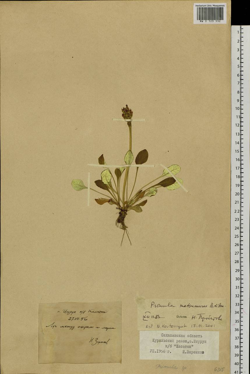 Primula modesta var. matsumurae (Petitm.) Takeda, Siberia, Russian Far East (S6) (Russia)