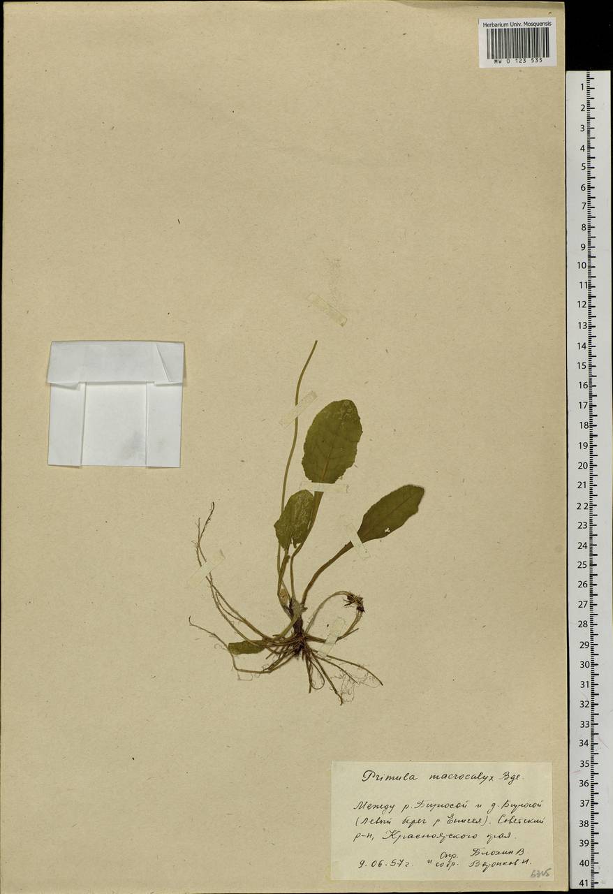 Primula veris subsp. macrocalyx (Bunge) Lüdi, Siberia, Central Siberia (S3) (Russia)