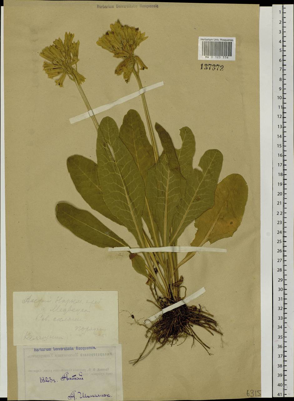 Primula veris subsp. macrocalyx (Bunge) Lüdi, Siberia, Western (Kazakhstan) Altai Mountains (S2a) (Kazakhstan)