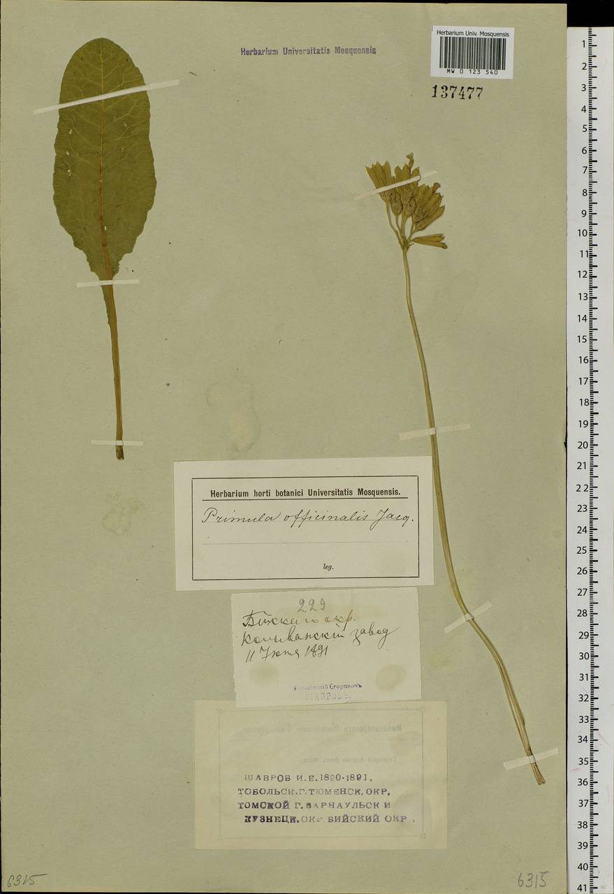Primula veris subsp. macrocalyx (Bunge) Lüdi, Siberia, Altai & Sayany Mountains (S2) (Russia)