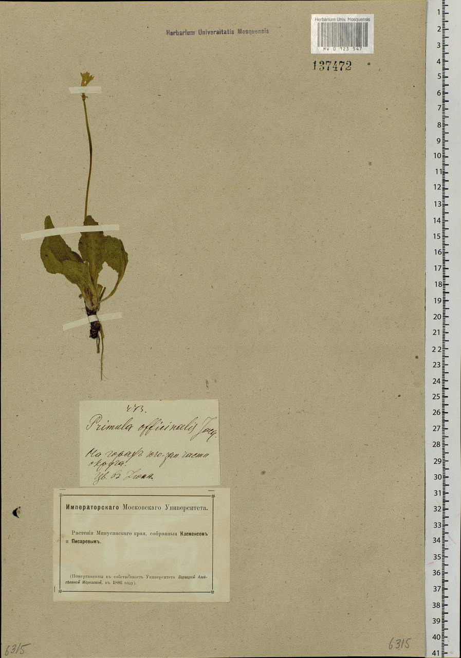 Primula veris subsp. macrocalyx (Bunge) Lüdi, Siberia, Altai & Sayany Mountains (S2) (Russia)