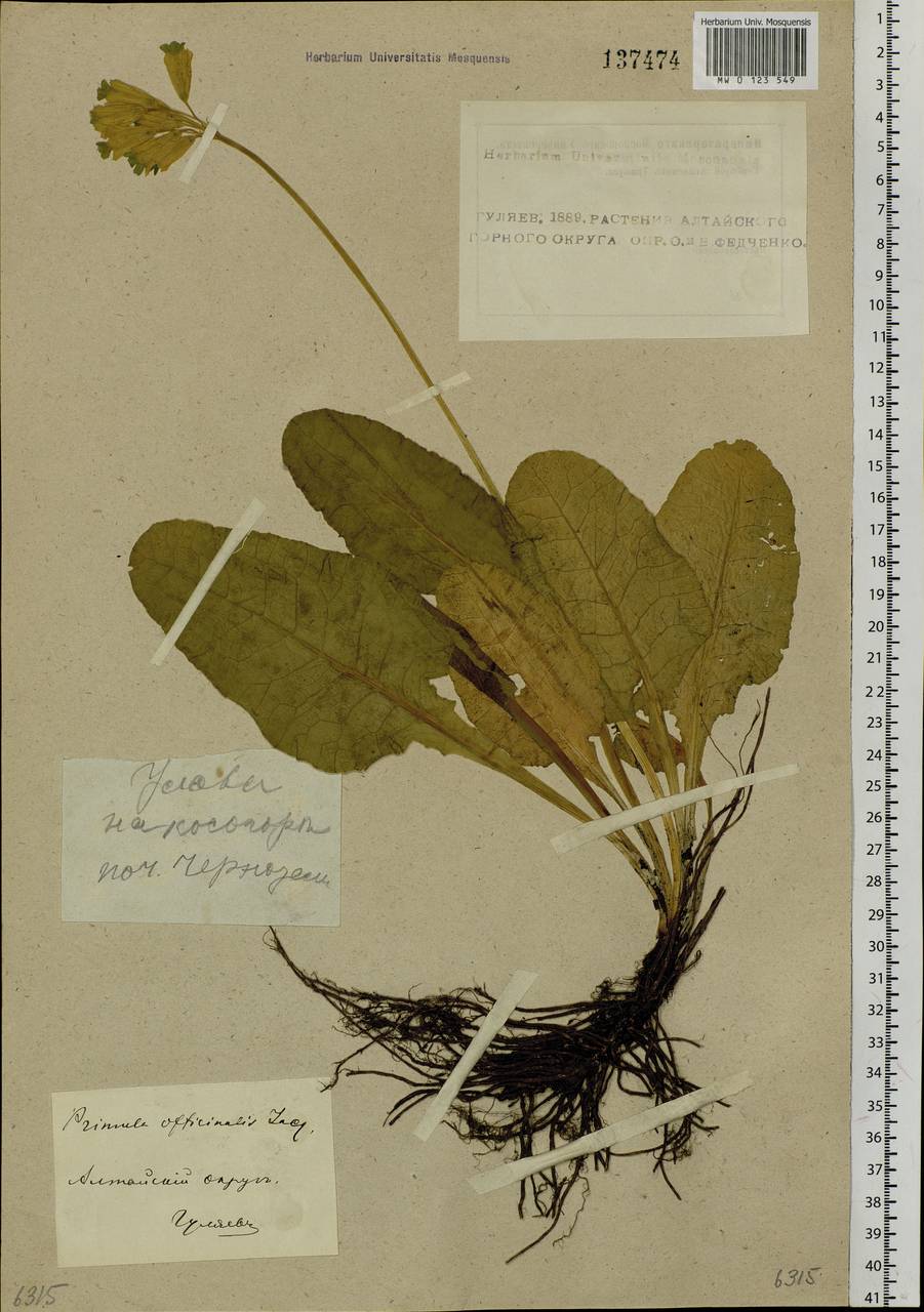 Primula veris subsp. macrocalyx (Bunge) Lüdi, Siberia, Altai & Sayany Mountains (S2) (Russia)