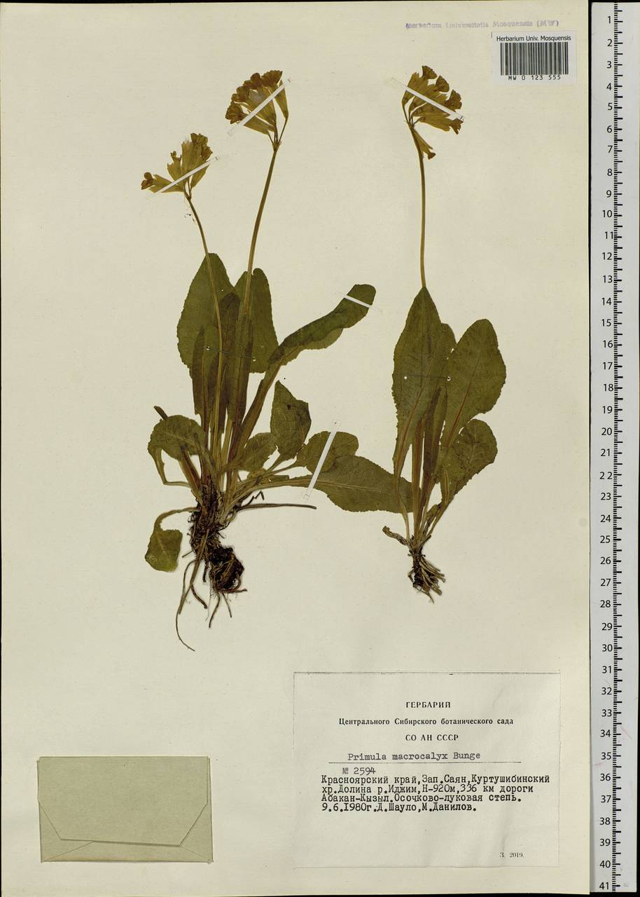 Primula veris subsp. macrocalyx (Bunge) Lüdi, Siberia, Altai & Sayany Mountains (S2) (Russia)