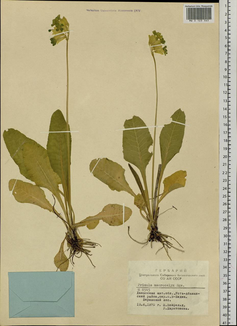 Primula veris subsp. macrocalyx (Bunge) Lüdi, Siberia, Altai & Sayany Mountains (S2) (Russia)