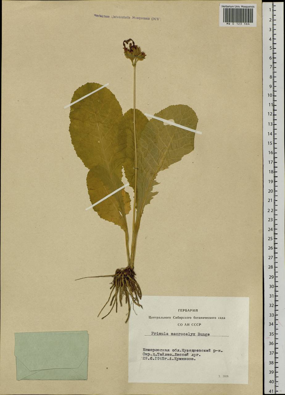 Primula veris subsp. macrocalyx (Bunge) Lüdi, Siberia, Altai & Sayany Mountains (S2) (Russia)