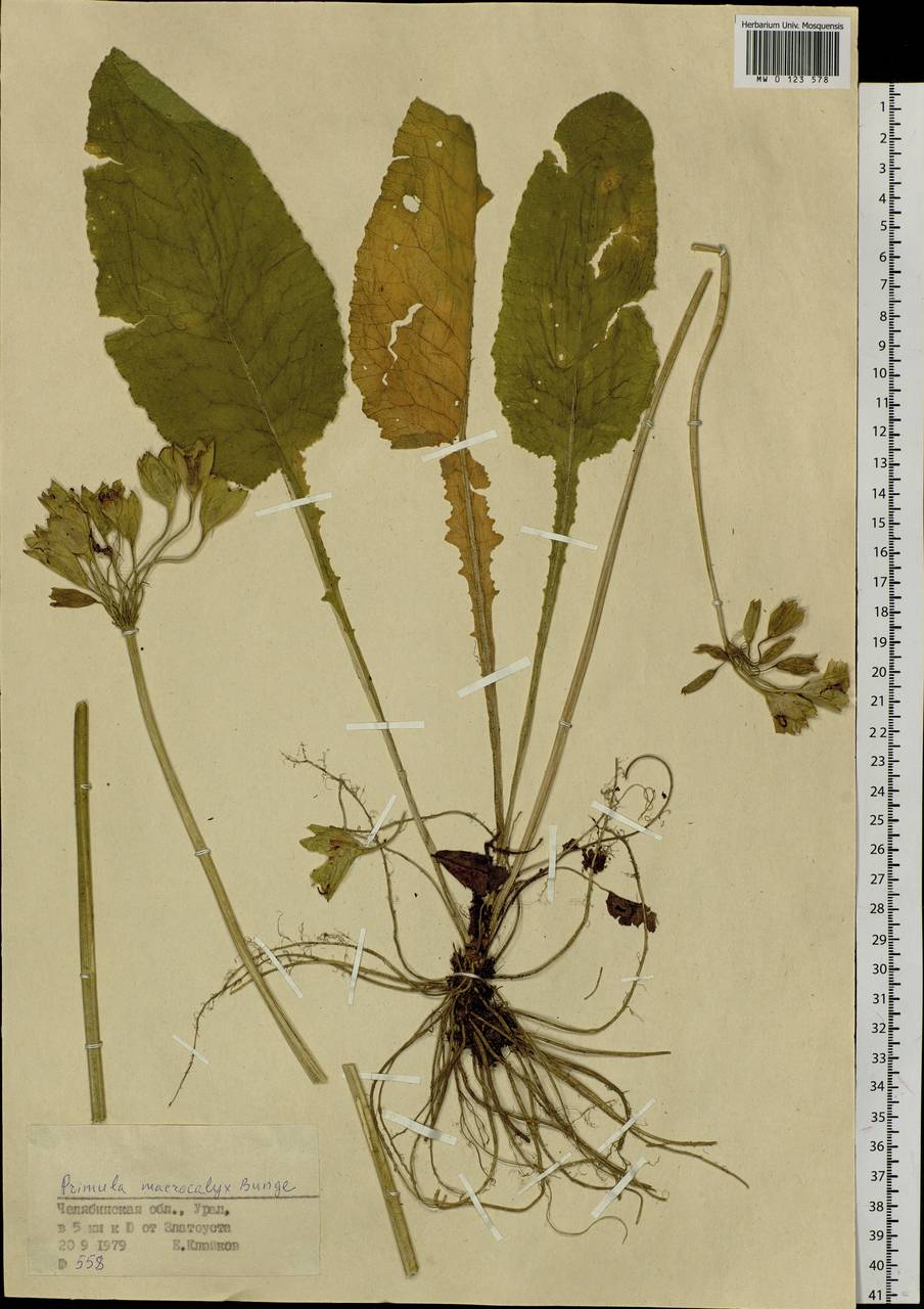 Primula veris subsp. macrocalyx (Bunge) Lüdi, Eastern Europe, Eastern region (E10) (Russia)